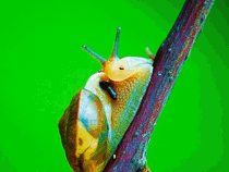洛阳绿尔白玉蜗牛养殖